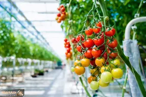 کشاورزی نوین؛ به روش گلخونه ای چند هزار تن گوجه گیلاسی کاشتن عین لوستر آویزون شده
