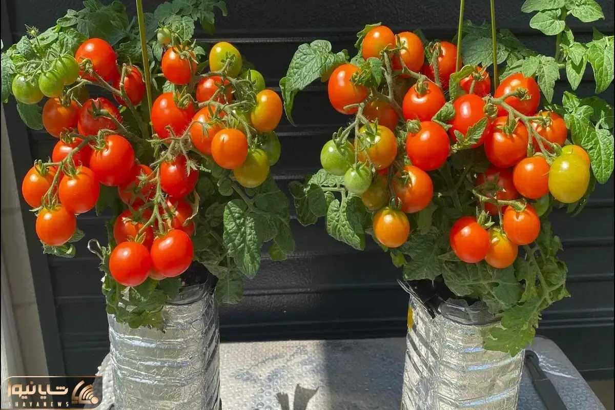 کاشت و برداشت خانگی؛ بطری های پلاستیکی آب معدنی دور ننداز توش گوجه گیلاسی بکار محشره