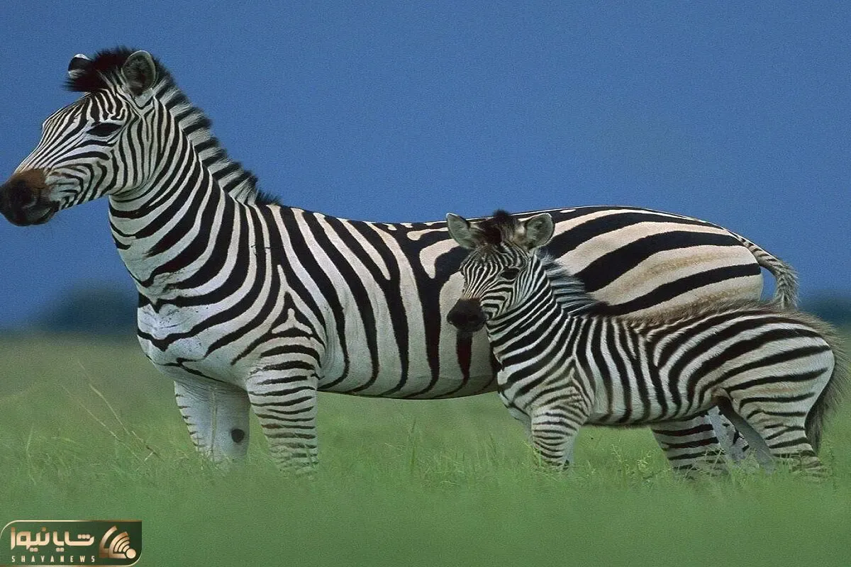 مستند حیات وحش؛ لاشخورای سنگدل و بی وجدان لاشه گورخر رو جلوی چشم بچش تیکه تیکه کردن