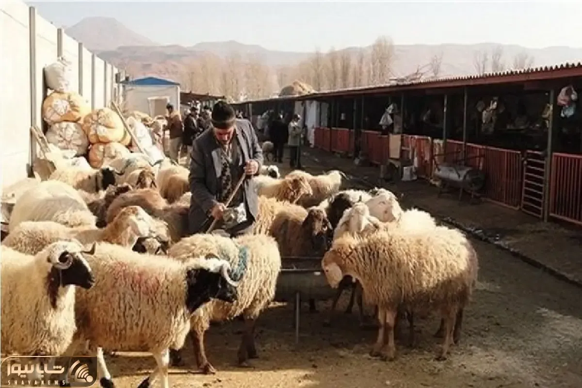 قیمت دام زنده امروز 20 شهریور 1404 / بازار نوسانی شد + جدول