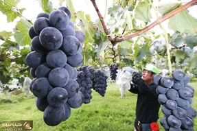 کشاورزی نوین؛ توی ژاپن انگور کاشتن هر دونش اندازه گردوئه عین لوستر آویزون درخته
