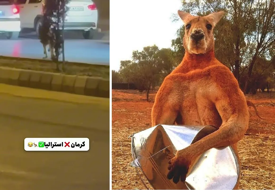 کانگورو در کرمان
