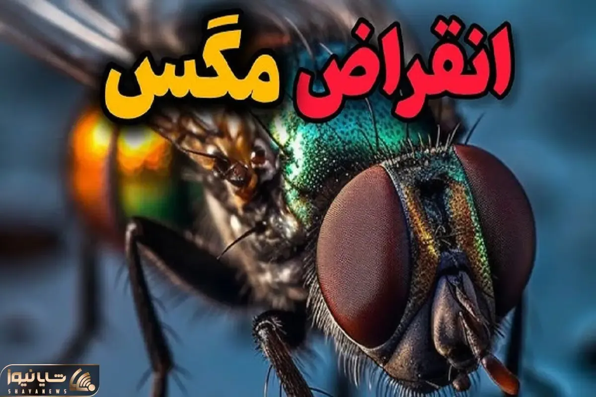 شاهکار حیات وحش / اگر همه با هم مگس ها رو منقرض کنیم، چی میشه؟