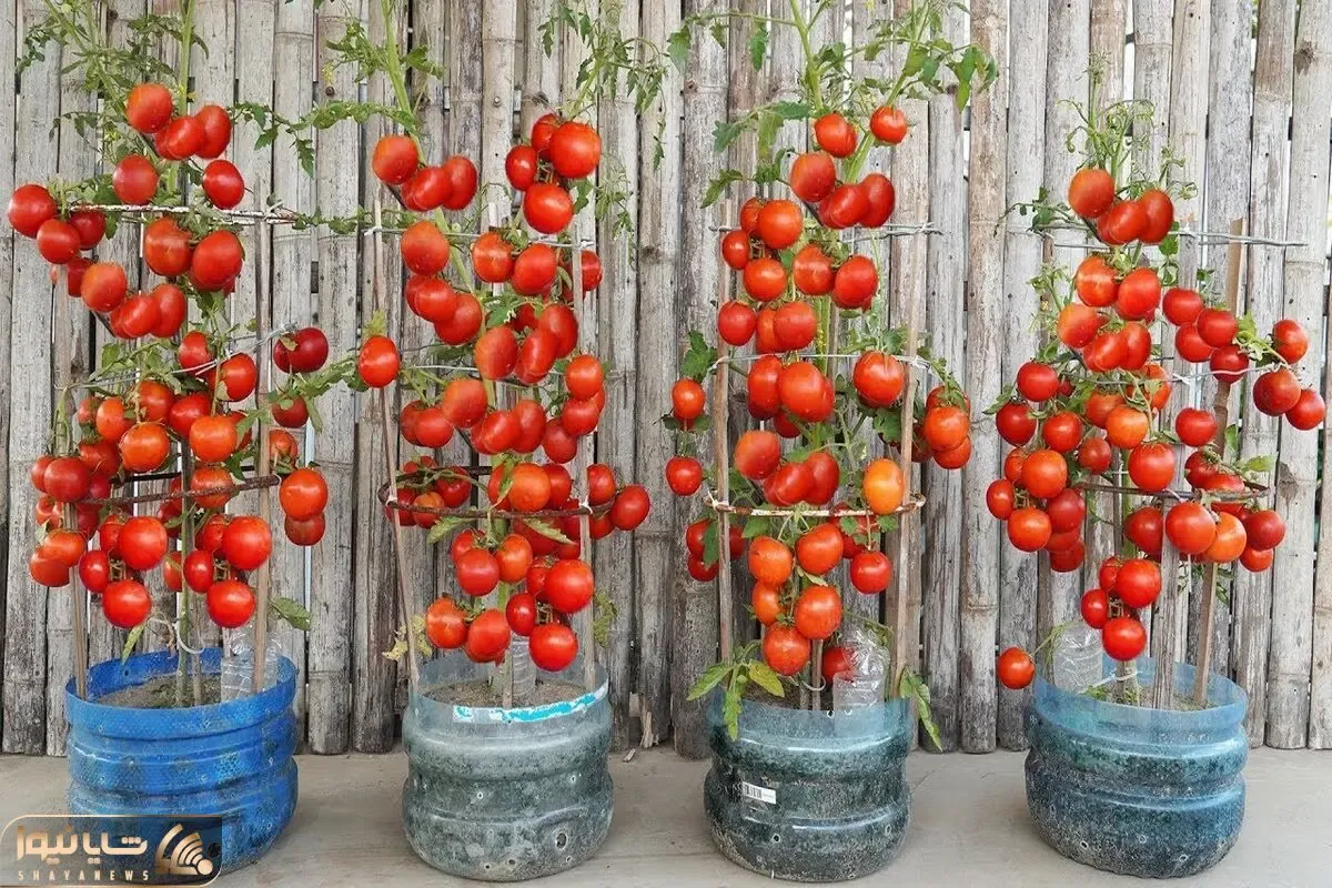 کاشت و برداشت خانگی؛ این آقا تو بطری های آب معدنی گوجه فرنگی کاشته یه خروار محصول داده