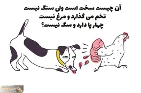 چیستان فکری؛ سفته؛ اما سنگ نیست؛ تخم می‌گذاره اما مرغ نیست و 4 پا دارد اما سگ نیست؟
