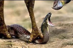 شاهکار حیات وحش؛ وقتی شاهین پیتون را تیکه پاره و بین جوجه هایش نقسیم میکند