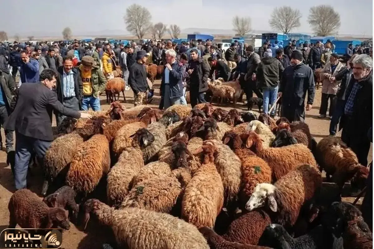 قیمت دام زنده امروز ۱۸ بهمن 1404 + جدول