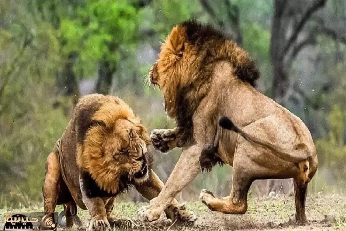نبرد حیات وحش/ درگیری وحشیانه شیر ها با یکدیگر/ از گشنگی به جون خودشون افتادن
