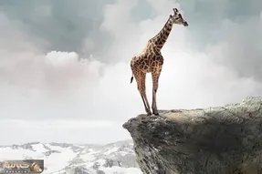 مستند حیات وحش / وقتی زرافه دراز ناز اقدام به خودکشی میکند