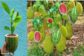 کشاورزی نوین؛ هندونه رو با جک فوروت پیوند زدن یه میوه غول پیکر تحویل گرفتن