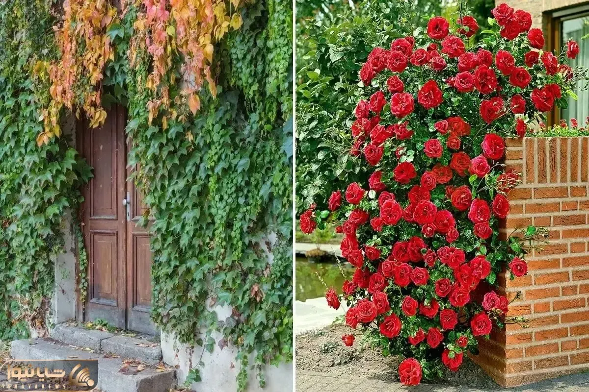 گیاهان همیشه سبز و مقاوم مختص ایجاد دیوار سبز در تمام فصول / پوشش آلاچیق و دیوار حیاط