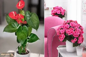 گیاهان آپارتمانی گل دار در تمام ایام سال؛ ایجاد فضای چشمگیر و مجذوب در خانه های لوکس