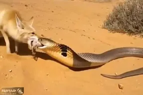 مستند حیات وحش؛ روباه دم مار کبرا را گرفت و ول نکرد