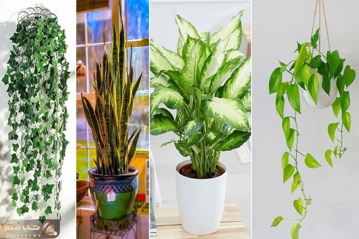 گیاهان آپارتمانی سریع الرشد / اینا هر چی بخورن سوخت نمیدن قدشون یه ماهه از تو بلندتره