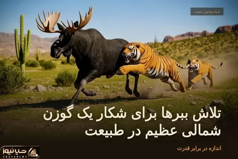حیات‌وحش دشت؛ تلاش ببرها برای شکار یک گوزن شمالی عظیم در طبیعت