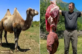 فراوری شتر؛ وقتی تو زیباترین صحرای جهان یک شتر رو می پزن و همه چیش رو می خورن