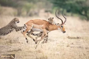 شگفتی های حیات وحش؛ یوزپلنگ زیر 20 ثانیه ایمپالا رو زمین گیر کرد و بعد نوش جان کرد!