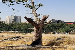 ورود دادستانی کرج به موضوع خشکاندن درختان