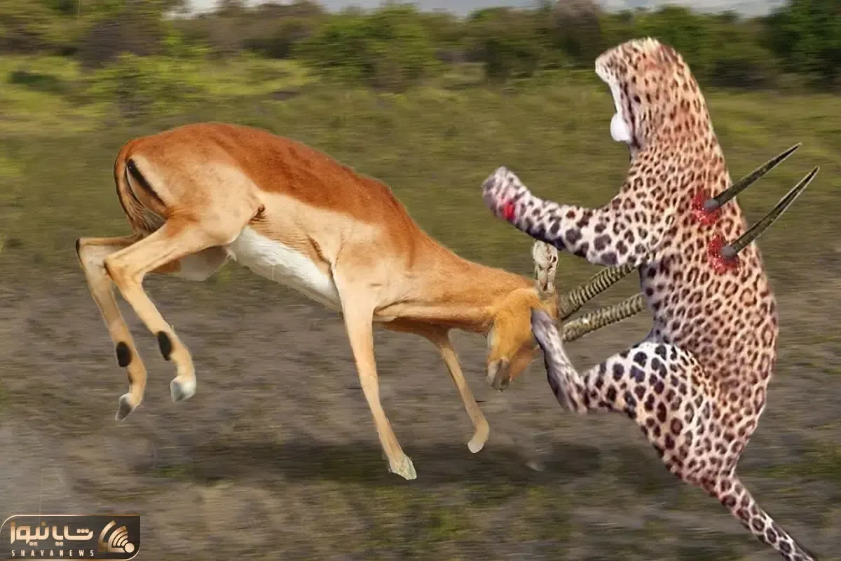 مستند حیات وحش؛ غزال هوشمندانه برای نجات جونش شاخشو فرو کرد به پلنگ