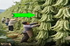 کشاورزی نوین؛ مزرعه باقالی زدن دونه ای تا نصف قد آدم میرسه موقع چیدن دیسک کمر میگیرن