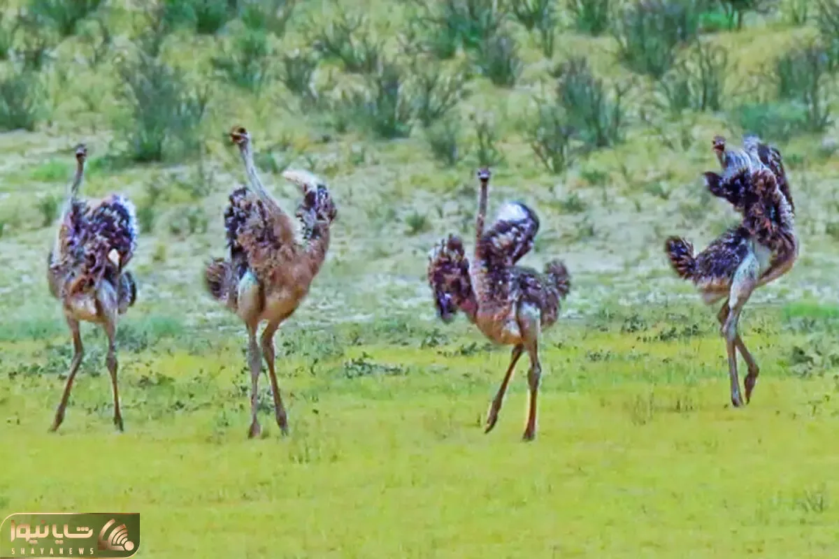 رقص دایره ای و زیبای شتر مرغ ها برای جذب جفت؛ هماهنگی بی نظیری که چشم ها رو خیره می کند