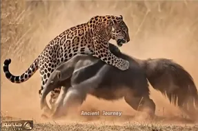 بر مدار وحش؛ مورچه خوار مذبوحانه پوزشو فرو کرد به تخم چشم پلنگ