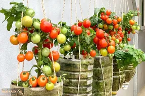کاشت و برداشت خانگی؛ گوجه هایی که تو بطری کاشته و آویزون کرده یه خروار محصول داده