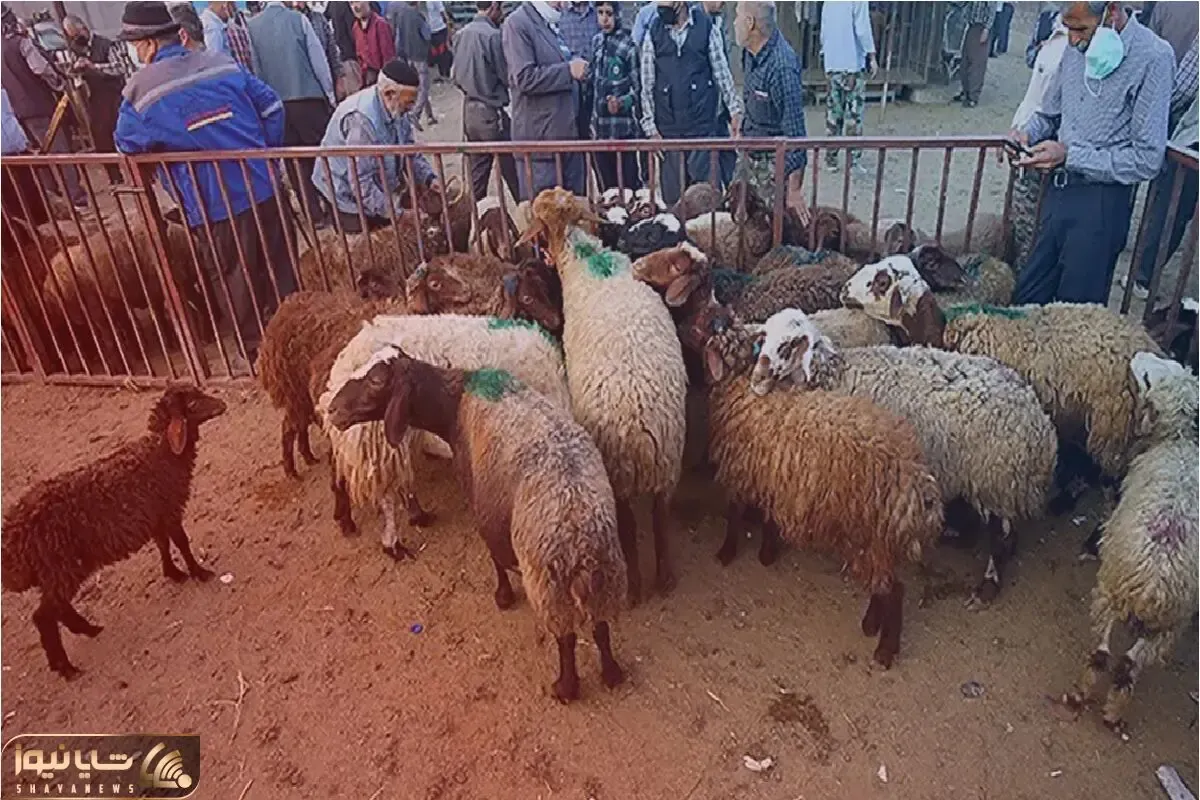 قیمت دام زنده امروز ۶ خرداد ۱۴۰۴‌ + جدول