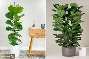 راهنمای نگهداری از فیکوس لیراتا / رازهای شادابی و رشد سریع درختچه زینتی زیبا