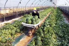 کشاورزی نوین؛ هندوانه بعد برداشت رو از زمین میفرستن آزمایشگاه تا تست بشه سرخه و آبدار