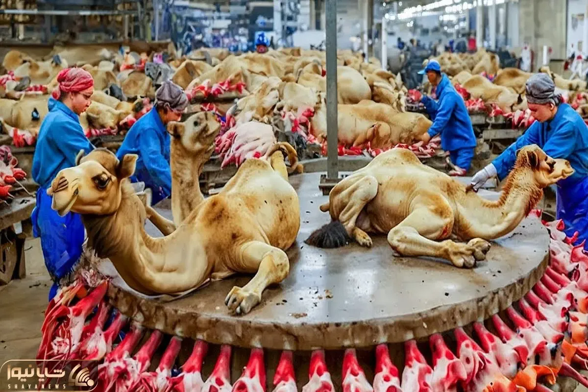 فرآوری شتر؛ شتر دورریز نداره از زنده‌اش کار میکشن وقتی مرد از گوشت و پوستش