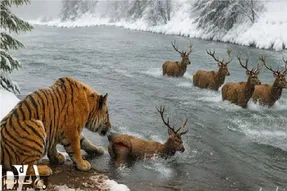 مستند حیات وحش؛ ببر خط دار گوزن مفلوک از دم گرفت شرحه اش کرد