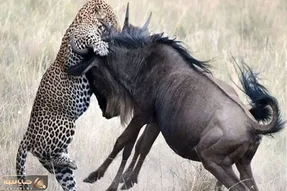 از جذابیت های حیات وحش؛ پلنگ حیله گر آنن فانن دَخل گوزن یالدار بخت برگشته رو آورد