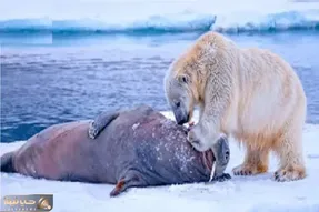مستند حیات وحش؛ خرس قطبی قصی القلبانه گلوی فوک گیر کرده تو سوراخ پاره کرد