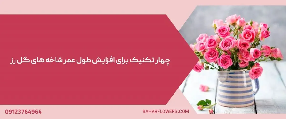 4 تکنیک برای افزایش طول عمر شاخه های گل رز
