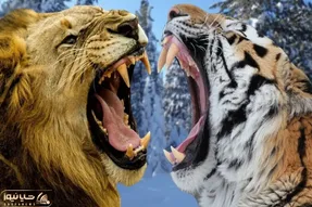 از جذابیت های حیات وحش؛ شیر و ببری که بدجور افتادن به جون همو هی به هم چک میزنن