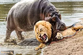 بدایع حیات وحش / وقتی شیر اسب آبی دهن گشاد را عصبانی کرد مرگ را به چشم دید