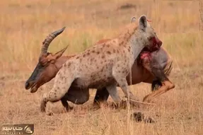 بدایع حیات وحش؛ شاخ کل یالدار گیر کرد به کفتار ددمنش اونم مثله کرد تناول کنه
