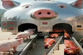 فرآوری خوک؛ خوک لجن رو با پشم و پیل فرستادن تو دستگاه  کز خورد سوخاری شد