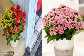 صفر تا صد اصول نگهداری گل آپارتمانی کالانکوا/  گلی که با بی‌ توجهی هم قهر نمی‌ کنه