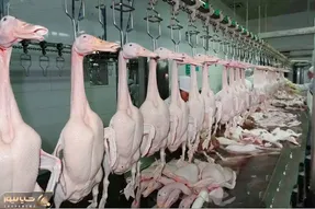 فرآوری اردک؛ اردکارو دار میزنن تو آبجوش پراشونو میکنن میفرستن واس خوراک شدن