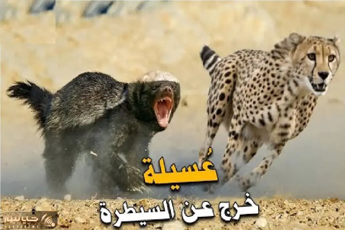شاهکار حیات وحش؛ پلنگ با اون ابهت مثل سگ از راسو میترسه