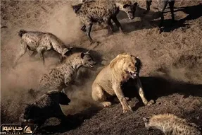 مستند حیات وحش؛ تقلای کفتارها برای نجات برادرشان از چنگال شیر شریر