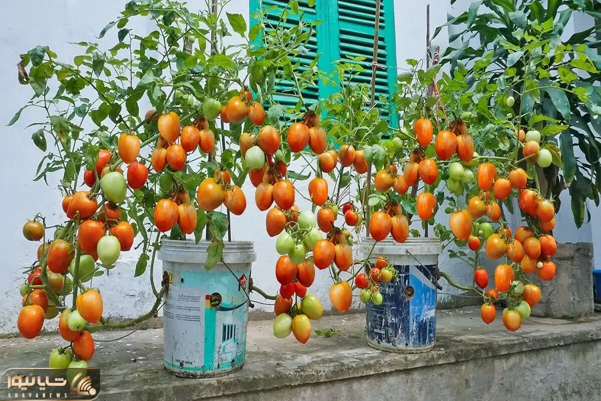 کاشت و برداشت خانگی؛ تو سطل رنگ گوجه کاشته آبیاریشم قطره ای کرده خرواری محصول داده