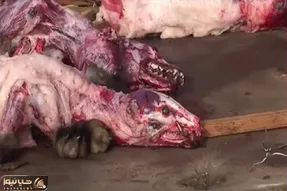 فرآور راکون؛ میزنن تو سر راکون ضربه مغزی شه بریونیش کنن با پوستشم میلیاردر شن