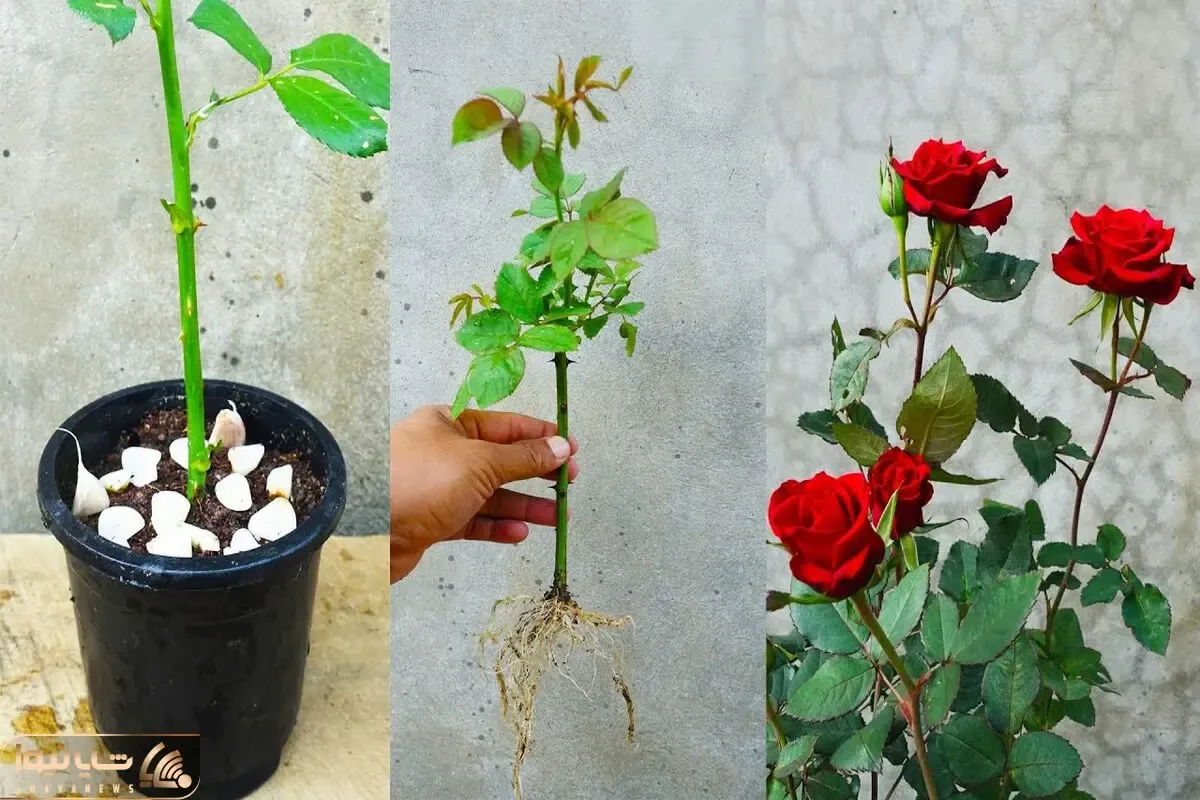 کاشت و برداشت خانگی؛ واسه عشقت رز نخر قلمه زدنشو یاد بگیر یه گلدون پر گل بهش بده