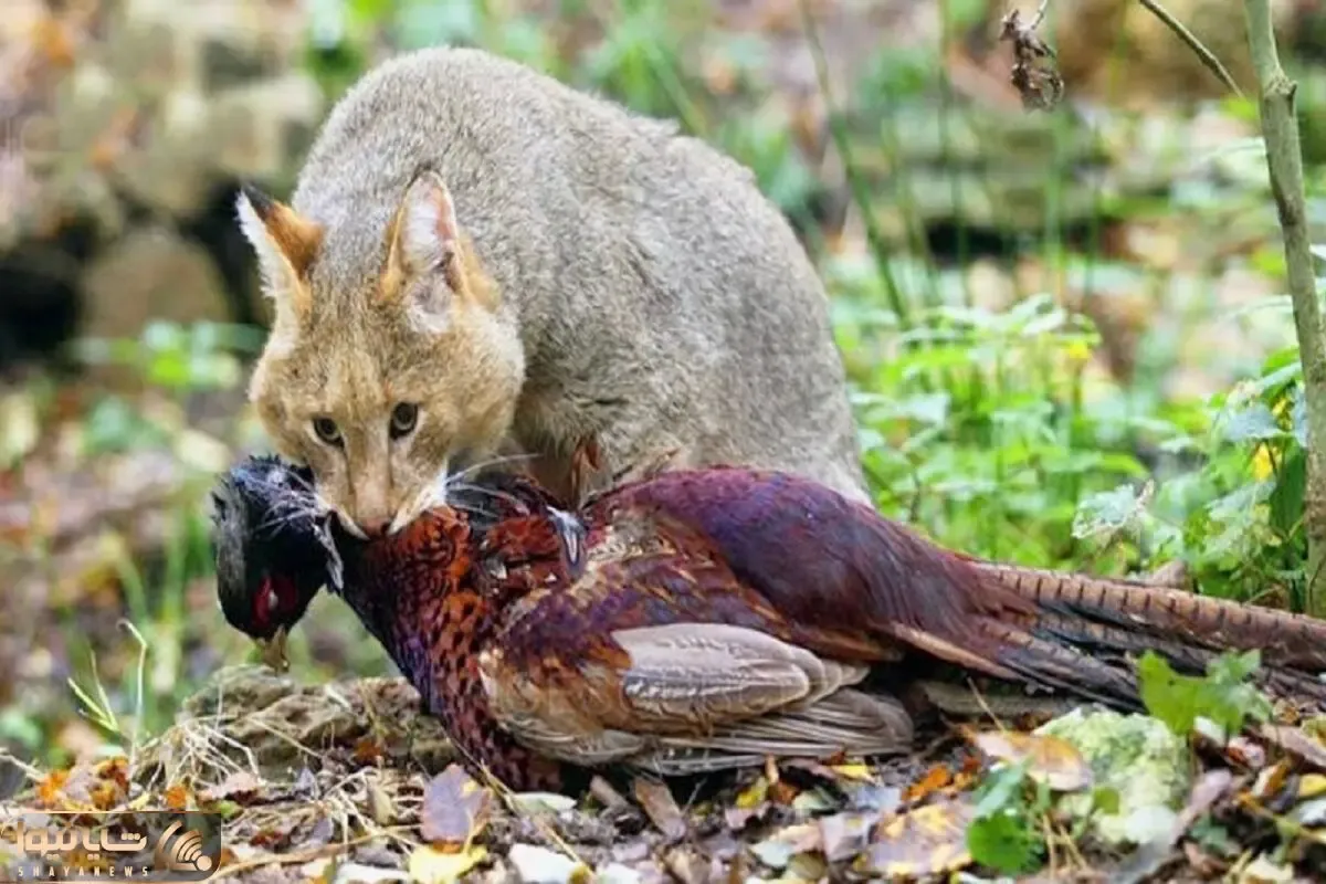 جذابیت حیات وحش؛ گربه شکارچی که از پرنده تا خزنده و چرنده را تناول میکند