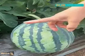 کشاورزی نوین؛ چنان هندونه قرمز و رسیده ای عمل آووردن که یه بشکن زد هندونه خودش شکافت