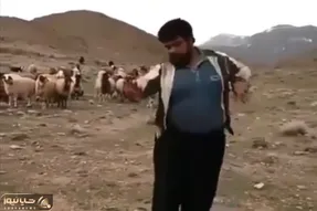 آواز محلی؛ رقص پر قمیش چوپان کنار گله با آهنگ لعبتی هزار ماشالا که گوسفندا هاج و واجن