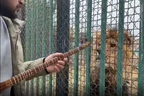 شیر در باغ وحش با صدای تارنوازی مردی خودش را به او رساند و از پشت قفس نشست گوش داد